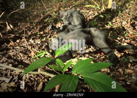 Un macaque à crête (Macaca nigra) repose sur le sol alors qu'il est soigné par un autre individu dans la forêt de Tangkoko, Sulawesi du Nord, en Indonésie. Un rapport récent d'une équipe de scientifiques dirigée par Marine Joly a révélé que la température augmente dans la forêt de Tangkoko et que l'abondance globale des fruits a diminué. « Entre 2012 et 2020, les températures ont augmenté jusqu’à 0,2 degrés Celsius par an dans la forêt, et l’abondance globale des fruits a diminué de 1 pour cent par an », ont-ils écrit dans International Journal of Primatology en juillet 2023. 'Dans un avenir plus chaud, ils (primates) devraient s'ajuster,... Banque D'Images