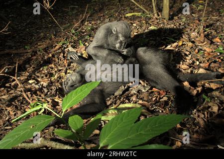 Un macaque à crête (Macaca nigra) repose sur le sol alors qu'il est soigné par un autre individu dans la forêt de Tangkoko, Sulawesi du Nord, en Indonésie. Un rapport récent d'une équipe de scientifiques dirigée par Marine Joly a révélé que la température augmente dans la forêt de Tangkoko et que l'abondance globale des fruits a diminué. « Entre 2012 et 2020, les températures ont augmenté jusqu’à 0,2 degrés Celsius par an dans la forêt, et l’abondance globale des fruits a diminué de 1 pour cent par an », ont-ils écrit dans International Journal of Primatology en juillet 2023. 'Dans un avenir plus chaud, ils (primates) devraient s'ajuster,... Banque D'Images