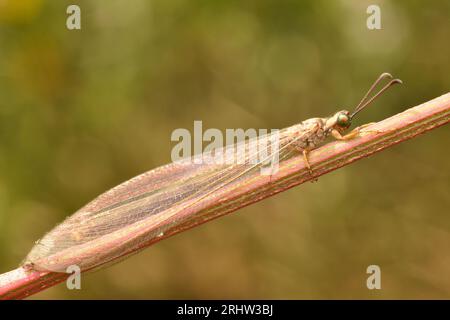 Fourmis-lion perché sur bâton. Myrmeleon. Macro. Insectes. Banque D'Images