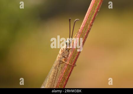 Fourmis-lion perché sur bâton. Myrmeleon. Macro. Insectes. Banque D'Images