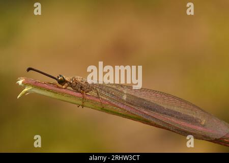 Fourmis-lion perché sur bâton. Myrmeleon. Macro. Insectes. Banque D'Images