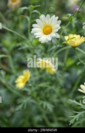 Glebionis coronaria Banque D'Images