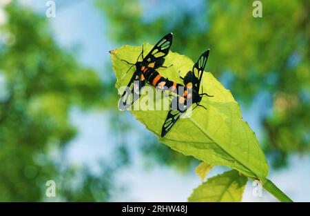 Gros plan de Glasswing Butterflies s'accouplant sur la feuille d'arbre verte Banque D'Images