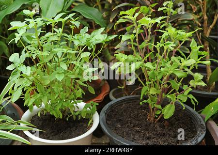 Plante de basilic doux et de basilic sacré en pot dans le jardin Banque D'Images