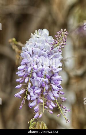 Wisteria japonaise, plantes à fleurs Banque D'Images