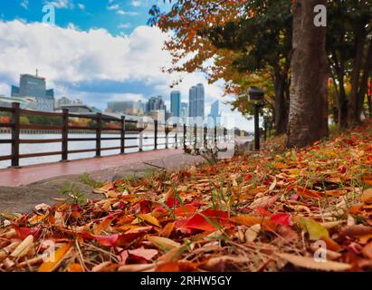 Vue aérienne de Autumn Naru Park, Centum City, Busan, corée du Sud, Asie Banque D'Images