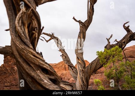 Arbre mort dans le désert Banque D'Images