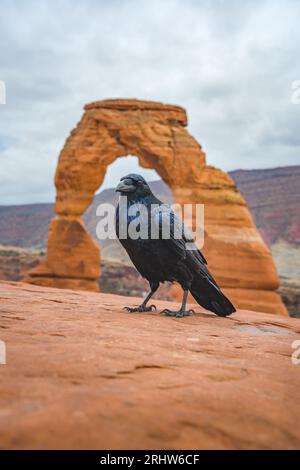 crow à l'arche délicate dans le parc national arches dans l'utah usa Banque D'Images