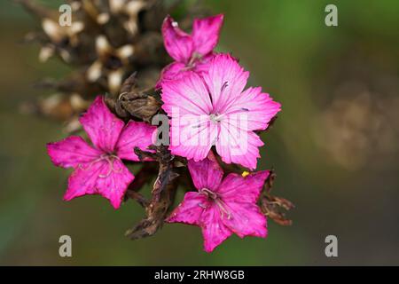Gros plan coloré sur trois fleurs roses chartreuses , Dianthus carthusianorum sur un fond vert Banque D'Images