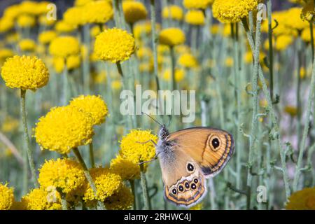 Papillon Coenonympha sur fleurs de camomille de l'espèce Santolina chamaecyparissus, Alcoy, Espagne Banque D'Images