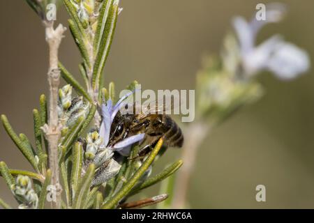 Abeille européenne (apis mellifera) sur fleurs de romarin Banque D'Images