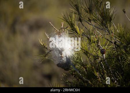 Macro de nid processionnaire soyeux dans les branches de pin Banque D'Images