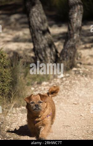 Mon chien Nami marche dans le preventorio de Alcoy, Espagne Banque D'Images