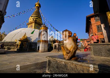 Népal, vallée de Katmandou, stupa bouddhiste Swayambunath, aussi appelé temple des singes car peuplé de nombreux macaques rhésus Banque D'Images