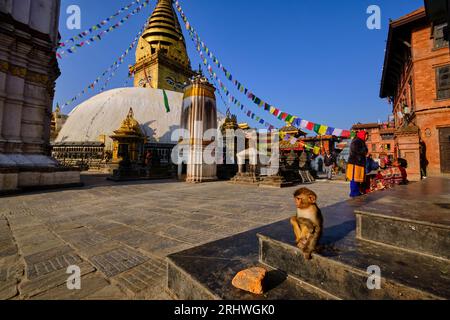 Népal, vallée de Katmandou, stupa bouddhiste Swayambunath, aussi appelé temple des singes car peuplé de nombreux macaques rhésus Banque D'Images