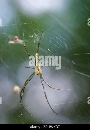 L'araignée joro invasive attend patiemment dans une toile construite entre deux plantes. Banque D'Images