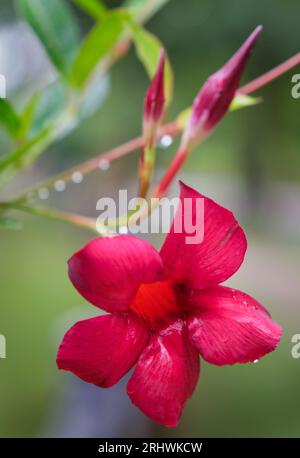 Jasmin brésilien (Mandevilla sanderi) - Comté de Hall, Géorgie. La floraison d'un jasmin brésilien rouge goutte à goutte après une pluie de nuit. Banque D'Images