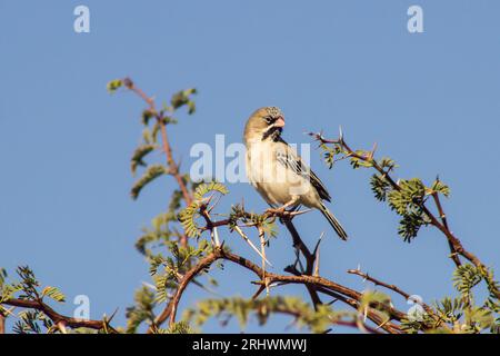 Sporopipes squamifrons, une armure à plumes écailleuses, perchée parmi les épines d'un camélis dans le parc national de Kgalagadi en Afrique du Sud Banque D'Images