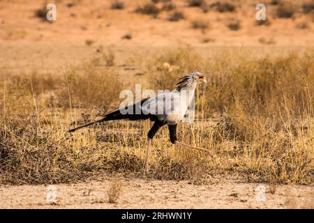 Oiseau secrétaire, Sagittarius serpentarius, marchant à travers la savane sablonneuse sèche du désert du Kalahari en Afrique du Sud Banque D'Images