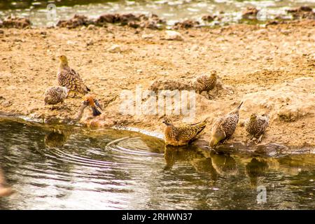 Namaqua Sandgrouse dans un petit trou d'eau dans le désert du Kalahari en Afrique australe Banque D'Images