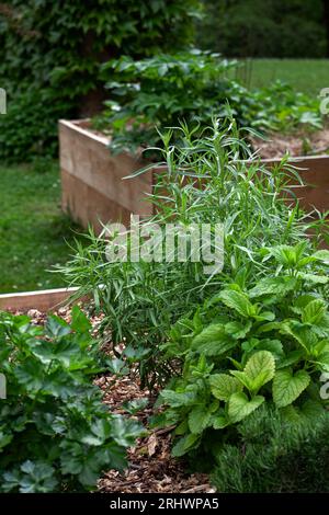 Herbes de cuisine dans des carrés en bois Banque D'Images