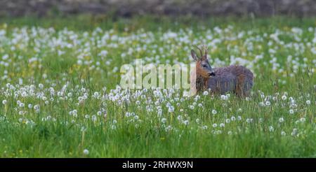 Roe Deer(Capreolus capreolus) mâle dans le pré printanier chez les dandylions, voïvodie de Podlaskie, Pologne, Europe Banque D'Images