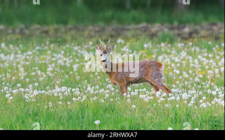 Roe Deer(Capreolus capreolus) mâle dans le pré printanier chez les dandylions, voïvodie de Podlaskie, Pologne, Europe Banque D'Images