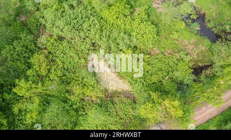 Petit étang à côté de la rivière forestière traversant le peuplement d'arbres riverains, forêt de Bialowieza, Pologne, Europe Banque D'Images