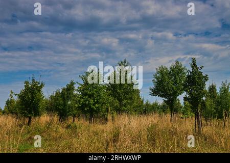 Sumice, République tchèque. 17 août 2023. Le village de Sumice, dans la région de Brno, en République tchèque, possédait 75 hectares de biocorridants et de biocentres créés pour accroître la biodiversité et la stabilité écologique de la région. Sumice est en compétition avec le projet pour les prix Adapterra pour les meilleures mesures de réponse au changement climatique. Photo prise le 17 août 2023. Crédit : Patrik Uhlir/CTK photo/Alamy Live News Banque D'Images