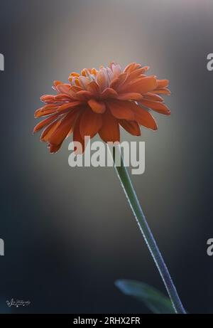 Un profil de fleur de zinnia orange solitaire sur une tige verte avec un fond sombre neutre et un halo de lumière de fond en été ou en automne, Pennsylvanie Banque D'Images