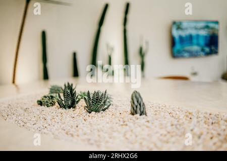 Mise au point sélective de succulentes dans les petites pierres dans la table blanche. Beau jardin miniature en pot design avec des pierres blanches. Plante de cactus vert plante dans Banque D'Images