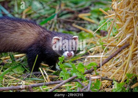 European Polecat (Mustela putorius) juvénile sauvé orphelin abandonné dans les soins. Banque D'Images