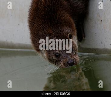 Loutre eurasienne (Lutra lutra) Juvenile sur le point d'entrer dans l'eau avec réflexion. Banque D'Images