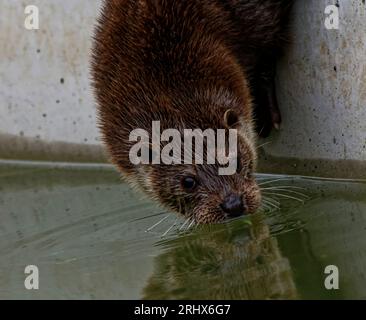 Loutre eurasienne (Lutra lutra) Juvenile sur le point d'entrer dans l'eau avec réflexion. Banque D'Images