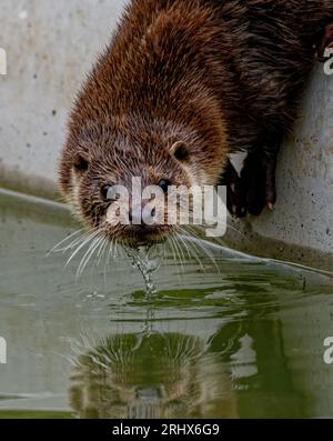 Loutre eurasienne (Lutra lutra) Juvenile sur le point d'entrer dans l'eau avec réflexion. Banque D'Images