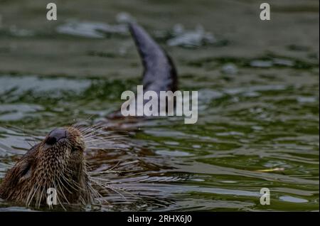 Loutre eurasienne (Lutra lutra) Juvenile nageant sur le dos avec la tête au-dessus de l'eau. Banque D'Images
