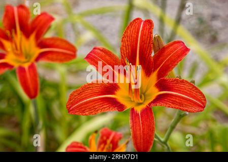 Lys orange, centre jaune et lignes sur les pétales, gros plan, nature, fleur dure 1 jours, vivace, famille des Asphodelaceae, les bourgeons sont nutritifs,Turquie Banque D'Images