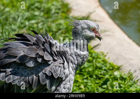 Crieur du sud à plumes grises (Chauna torquata) regardant dans l'herbe Banque D'Images