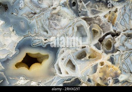 Macro photographie d'une coupe de corail fossilisé de Floride Banque D'Images