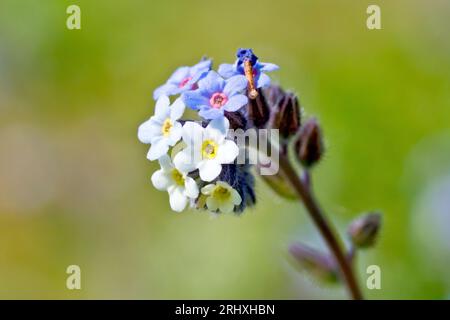 Changement Forget-Me-Not (myosotis discolor), gros plan des fleurs de cette variété inhabituelle, où les fleurs s'ouvrent en jaune et changent en bleu. Banque D'Images