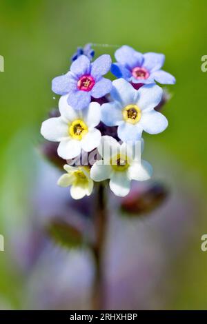 Changement Forget-Me-Not (myosotis discolor), gros plan des fleurs de cette variété inhabituelle, où les fleurs s'ouvrent en jaune et changent en bleu. Banque D'Images