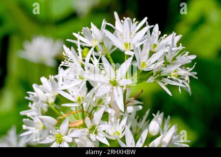 Ramsons ou ail sauvage (allium ursinum), gros plan des fleurs blanches en forme d'étoile qui forment la tête de fleur ouverte de la plante commune des bois. Banque D'Images