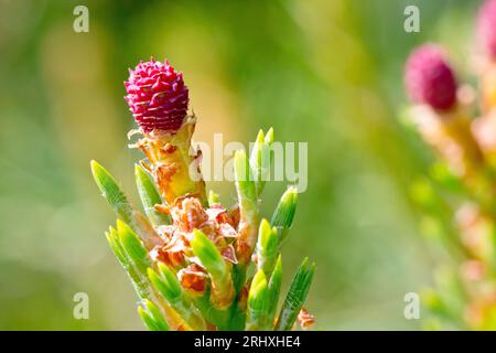 Pin sylvestre (pinus sylvestris), gros plan de la petite fleur femelle rose de l'arbre à feuilles persistantes commun. Banque D'Images