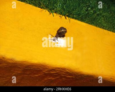 Petit escargot vu d'en haut à travers les rues de la ville, ses yeux et sa coquille sont vus sur le sol jaune Banque D'Images