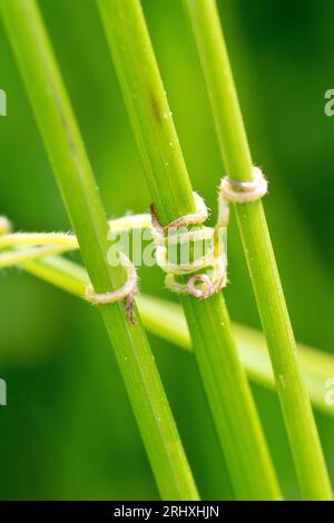 Gros plan des vrilles à l'extrémité d'une branche de Vetch commune (vicia sativa) serrant trois tiges d'herbe afin de soutenir la plante pendant sa croissance. Banque D'Images