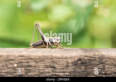 Reposant Dark Bush-Cricket (Pholidoptera griseoaptera) sur une clôture en bois Banque D'Images