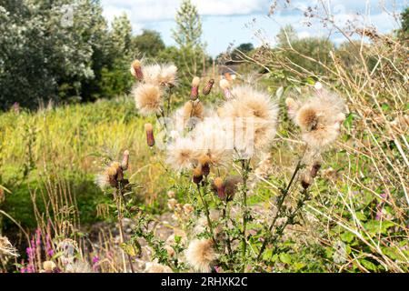 Des parachutes des graines éclatent à partir de semences appartenant à têtes de chardons dans un champ. Banque D'Images