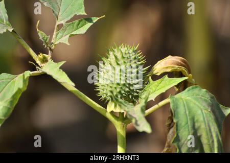 Dans la nature pousse une plante toxique et médicinale - Datura stramonium Banque D'Images