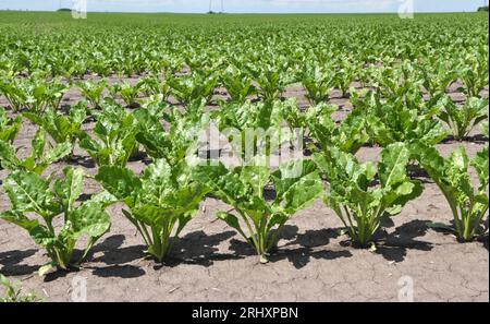 Au printemps, la betterave à sucre pousse sur le champ de l'agriculteur Banque D'Images