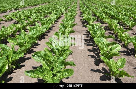 Au printemps, la betterave à sucre pousse sur le champ de l'agriculteur Banque D'Images